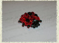coccinella