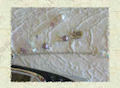 strap cellulare